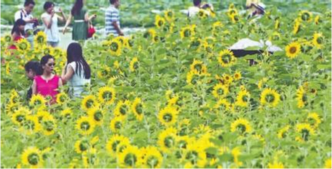 都江堰金色花海