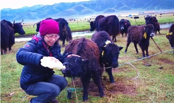 享受高原上游藏族的熱情接待，和他們一起生活