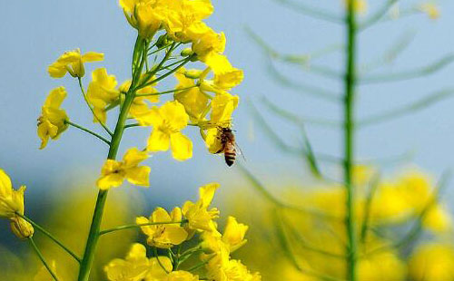 漢中油菜花