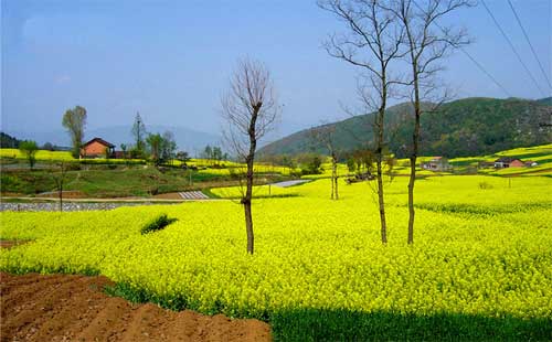 漢中油菜花