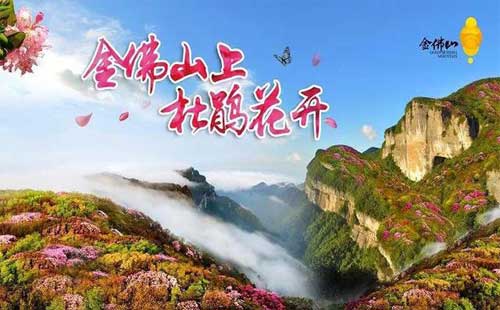 金佛山杜鵑花