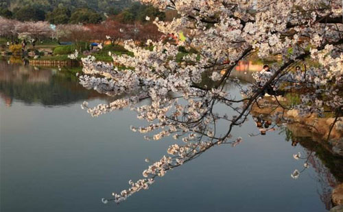 東湖櫻園