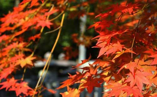 東京紅葉