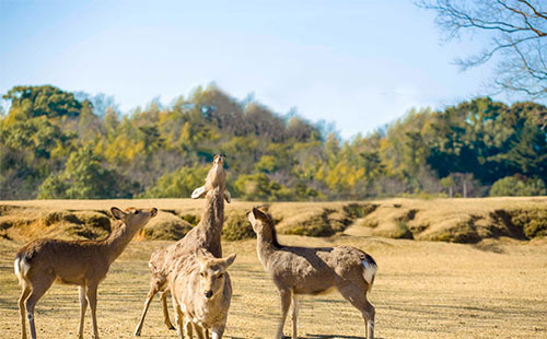 奈良公園