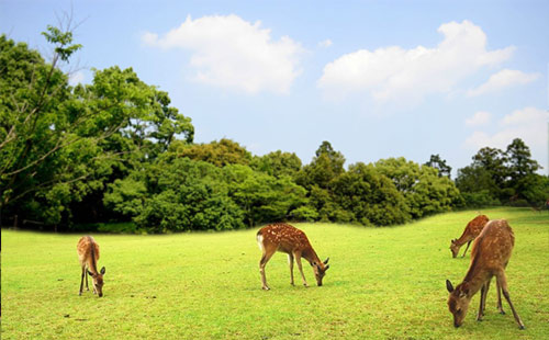 奈良公園4