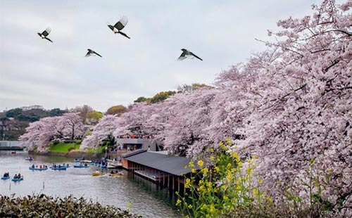 賞櫻勝地