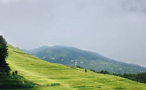 龍脊梯田