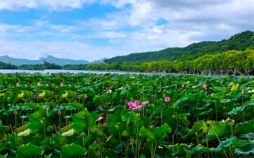 杭州西湖荷花