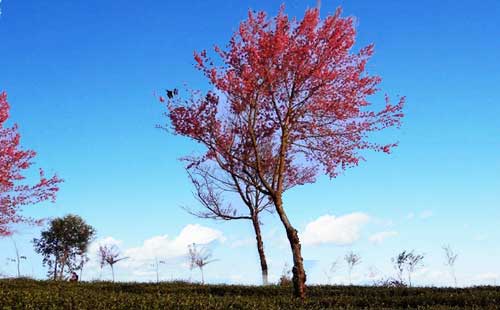 無量山櫻花谷