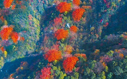 金佛山秋天1