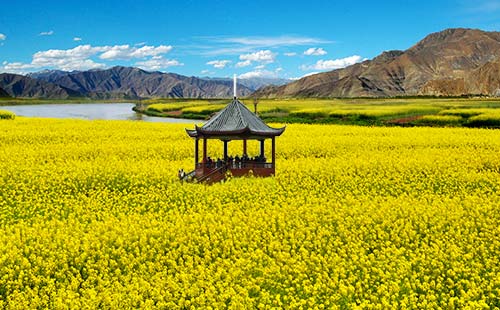 國內油菜花海