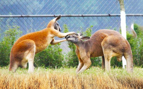 樂和樂都野生動物世界4