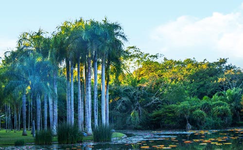 西雙版納熱帶植物園