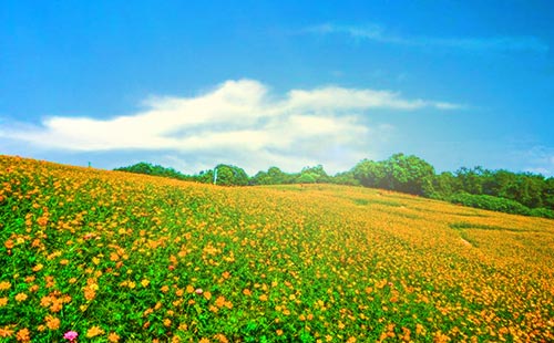 春暖花開