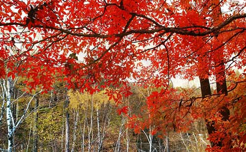 紅葉游