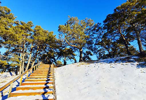 海拉爾國家森林公園