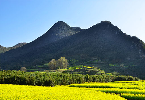 羅平油菜花