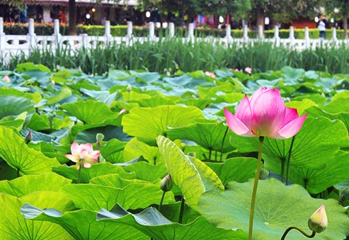 昆明翠湖公園