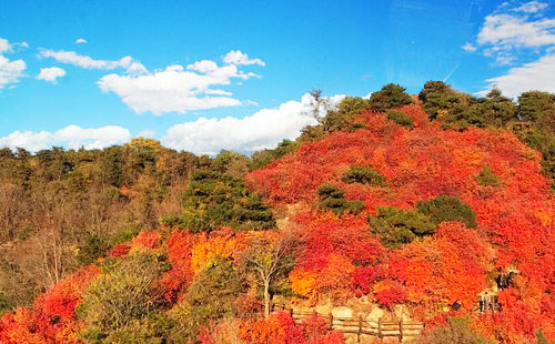 秋季紅葉