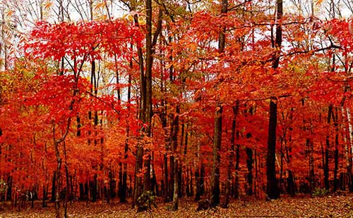 長春紅葉谷