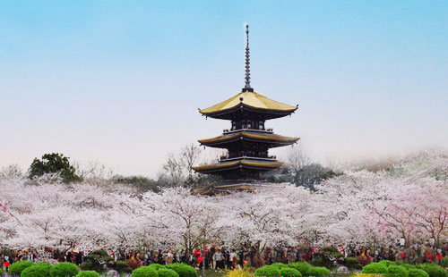 武漢東湖櫻花園