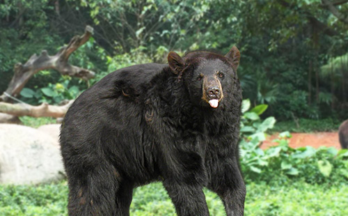 廣東長(zhǎng)隆野生動(dòng)物園3