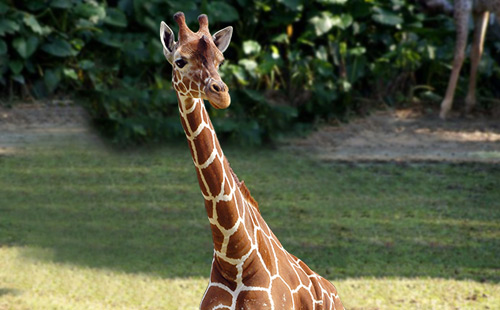 廣東長(zhǎng)隆野生動(dòng)物園2