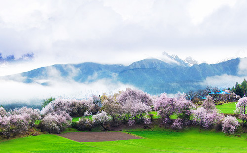 林芝桃花