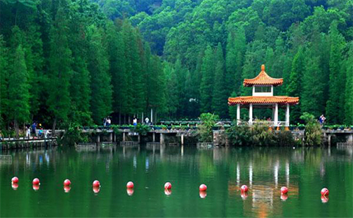 深圳仙湖植物園 副本