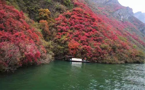 三峽紅葉景色