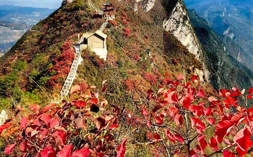 三峽紅葉