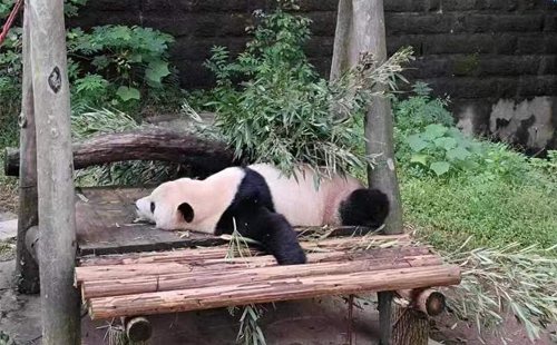 重慶動(dòng)物園熊貓01